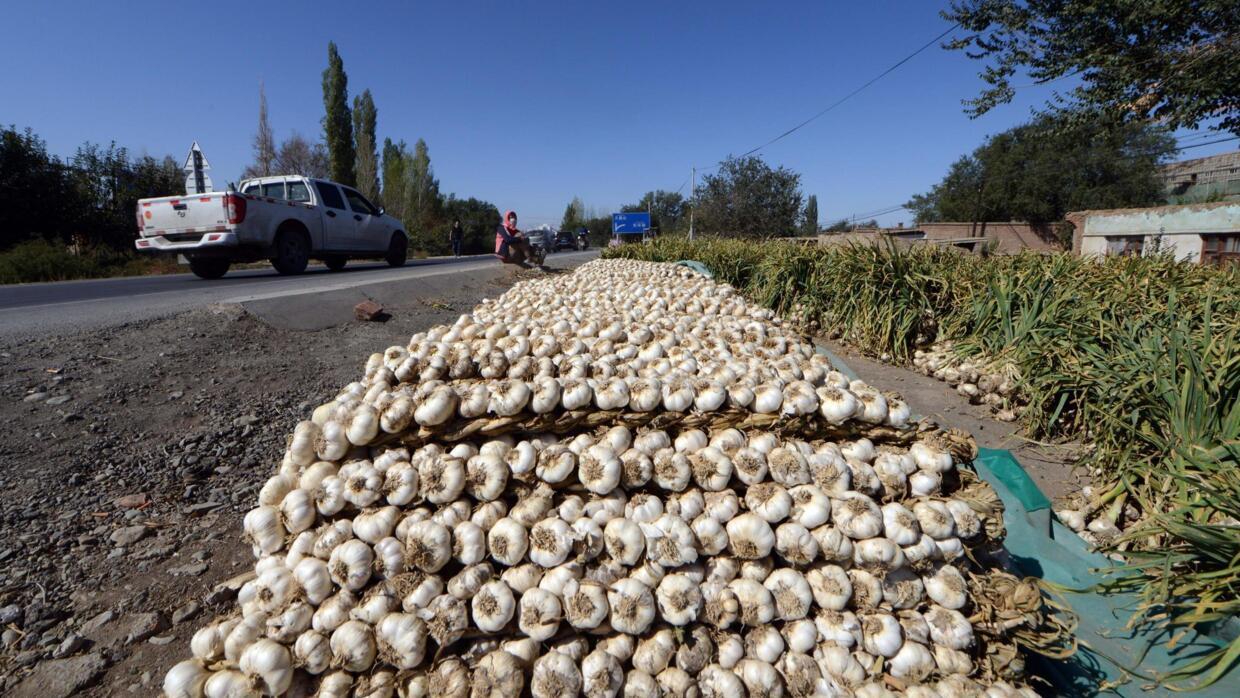 Cette photo prise le 18 septembre 2014 montre des tas d'ail frais en vente le long d'une route de campagne à la périphérie d'Urumqi, dans la région du Xinjiang, dans le nord-ouest de la Chine.