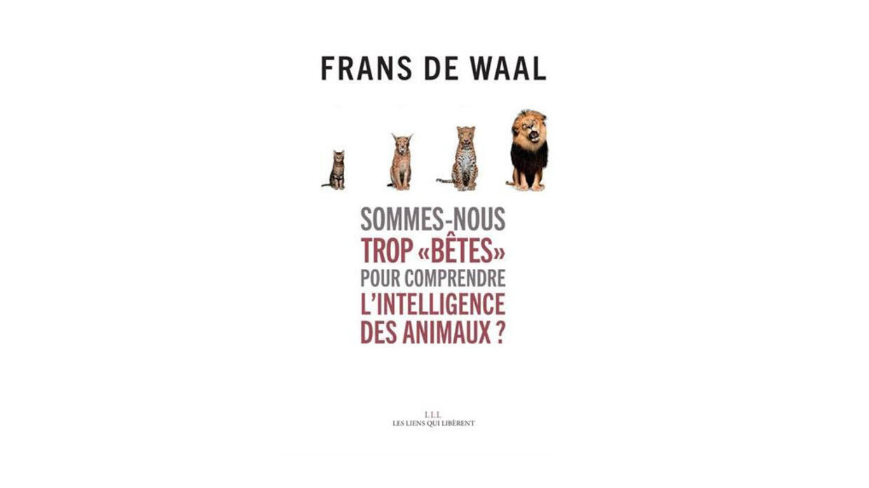 Sommes Nous Trop Bêtes Pour Comprendre L Intelligence Des Animaux Sommes-nous trop bêtes pour comprendre l’intelligence des animaux