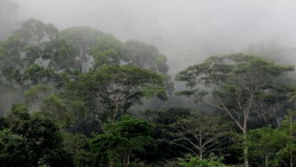 Forêt sous la brume / Bornéo.