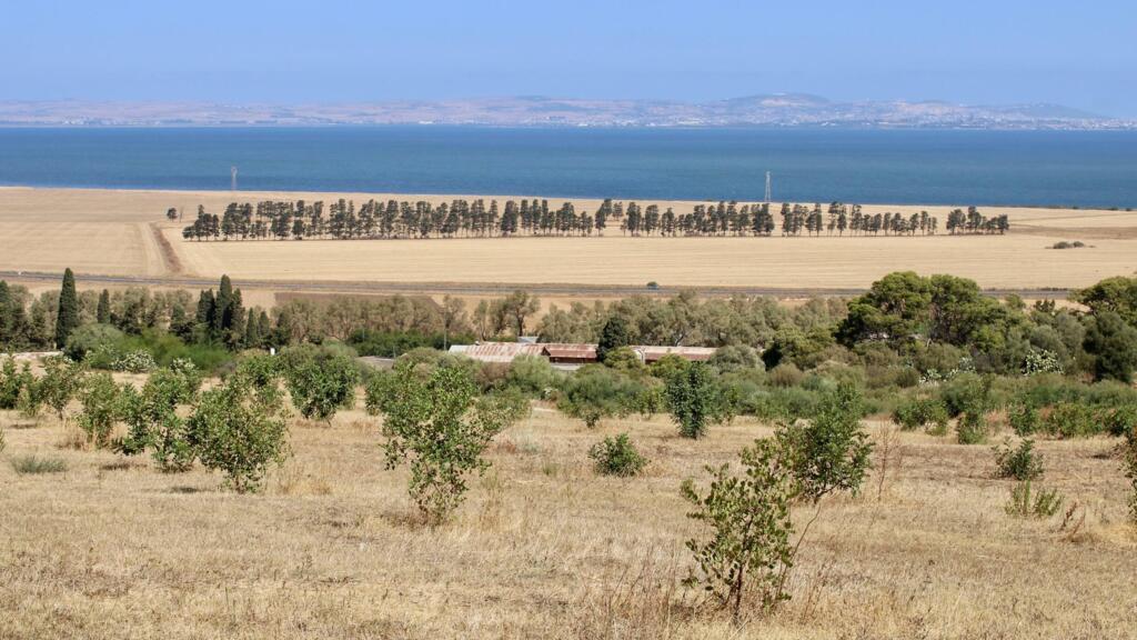 Vue sur le Lac de Bizerte du haut de la parcelle de caroubiers.