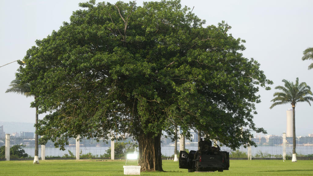 RDC: l'un des derniers arbres baobab de Kinshasa menacé de disparition