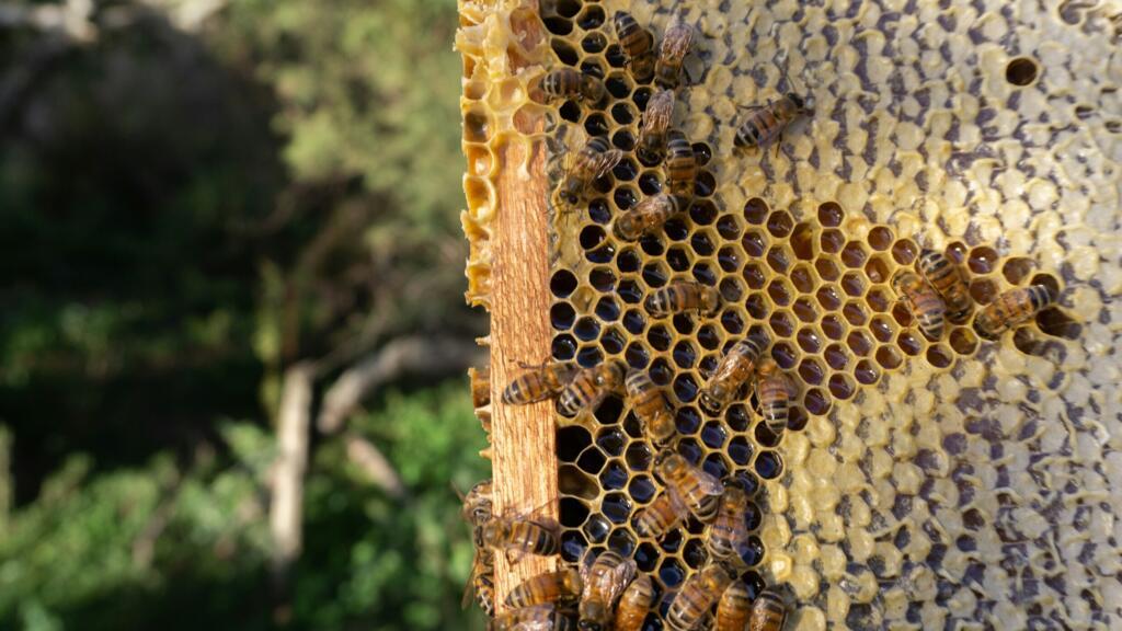 En 2024, c’est le continent africain qui a enregistré la plus forte croissance de production de miel mais son avenir est bien loin d’être assuré.