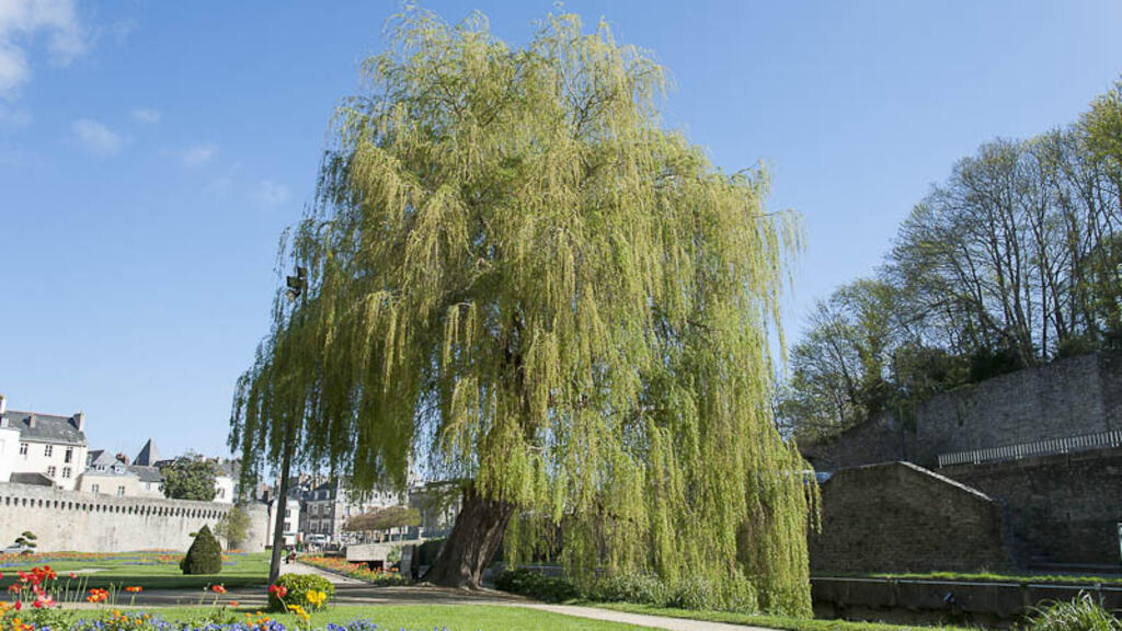 «Il suffit de mettre le nez dehors et de regarder les arbres et les fleurs». Ici, un arbre remarquable à Vanves.