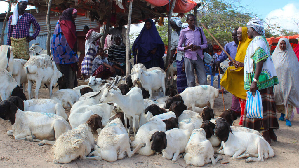 Des moutons et des chèvres au marché aux bestiaux d'El Hirka Dhere à Mogadiscio, en Somalie, le 30 juillet 2020. (Photo d'illustration)
