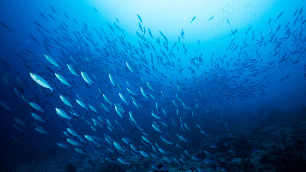 Protéger 30% des mers et des océans d'ici 2030, c'est l'enjeu principal du Sommet des océans qui se déroule à Nice, en France, cette semaine.