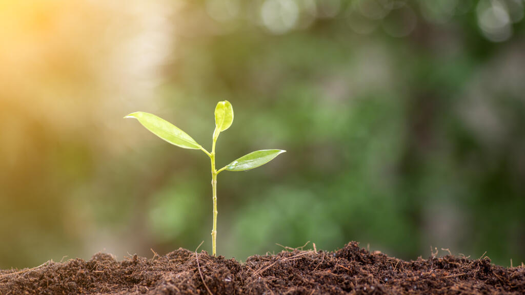 Le projet danois Grow Your Own Cloud vise à stocker des données numériques dans l’ADN d’organismes vivants comme les végétaux.