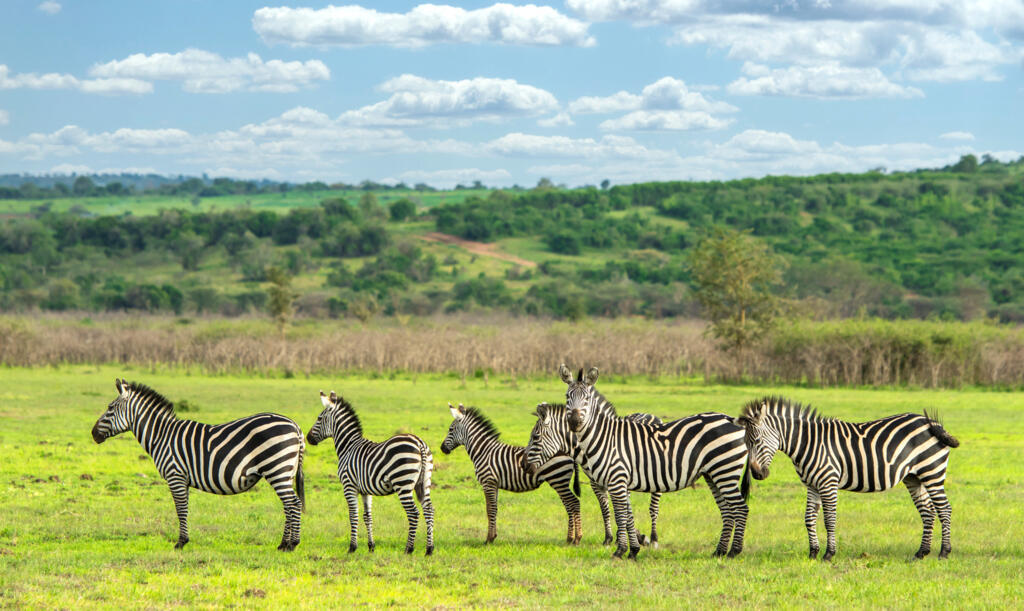 Un groupe de zèbres dans le Parc national de l'Akagera au Rwanda. (Photo d'illustration)
