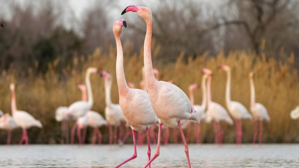 La migration ou le secret anti-âge des flamants roses