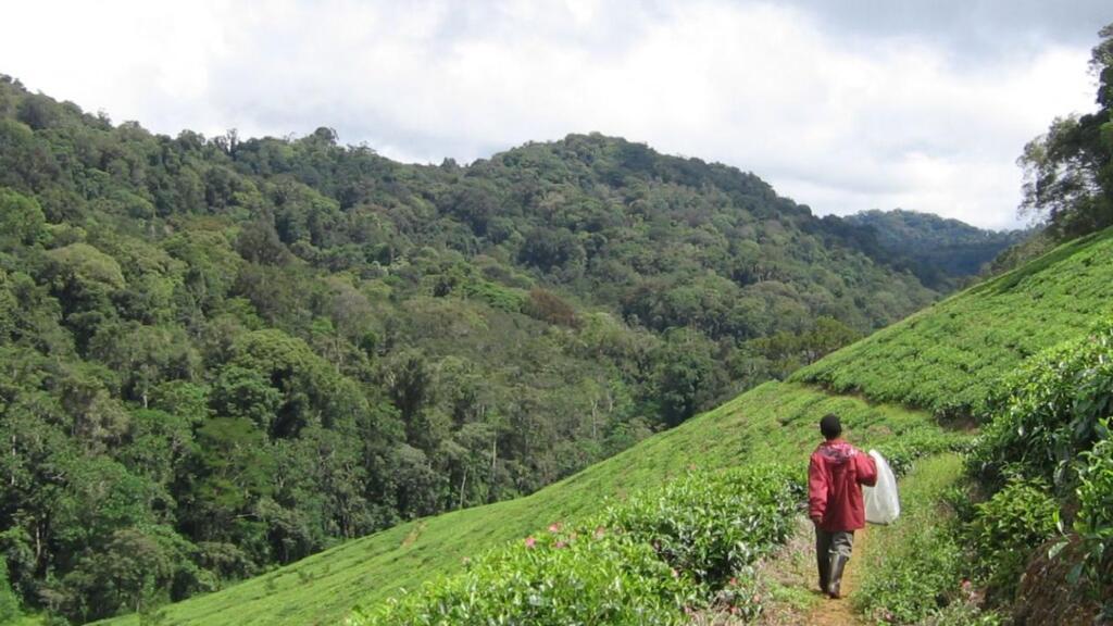 Montagnes, Tanzanie.