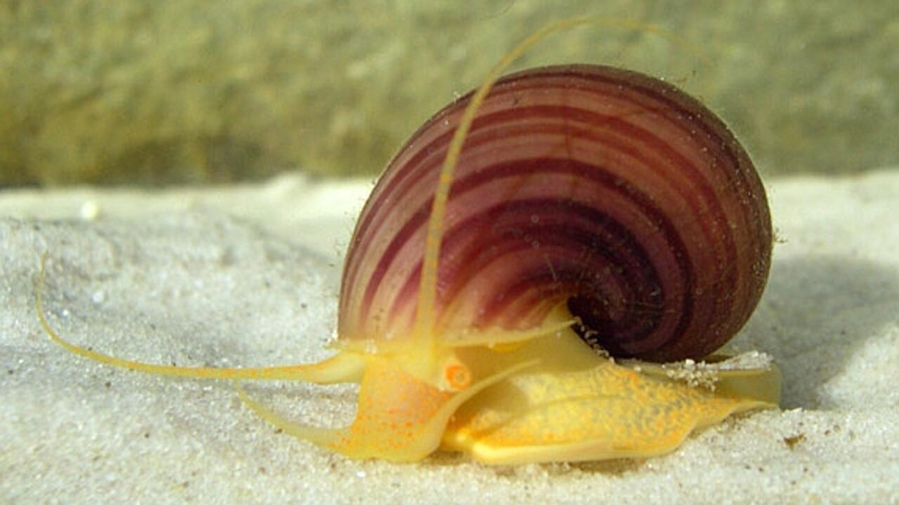 Espagne: l’escargot-pomme, redoutable ravageur