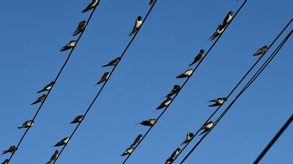 Rândunele odihnindu-se