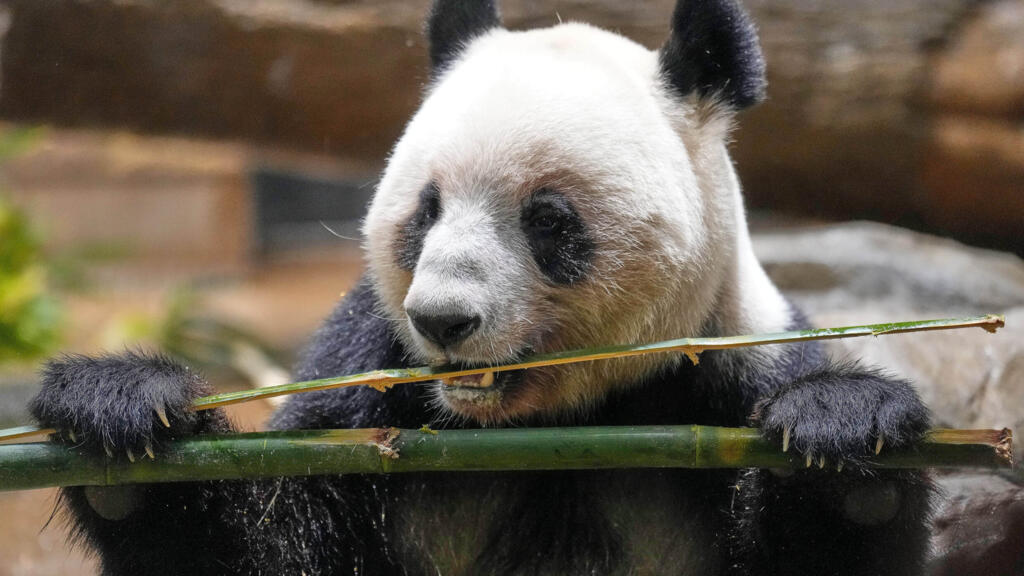 La Chine met fin à la diplomatie des pandas avec le Japon et va rapatrier ses deux animaux face aux tensions