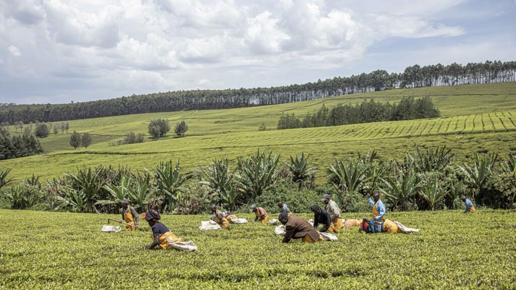 Des employés de Sasini travaillent dans un champ de thé à Kipkebe Tea Estate près de Musereita, au Kenya, le 21 octobre 2022.