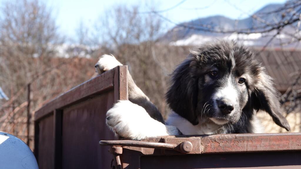 Chien carpatique.