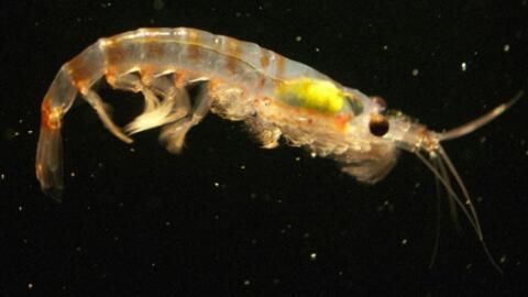 Le krill est capable de digérer les microplastiques avant de les rejeter dans l'environnement sous une forme encore plus petite (Image d'illustration).