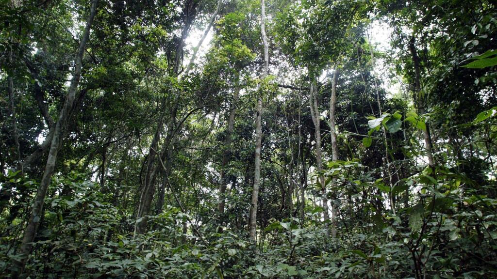La forêt de la réserve de Lesio Louna, à 140km au nord de Brazzaville (Photo d'illustration).