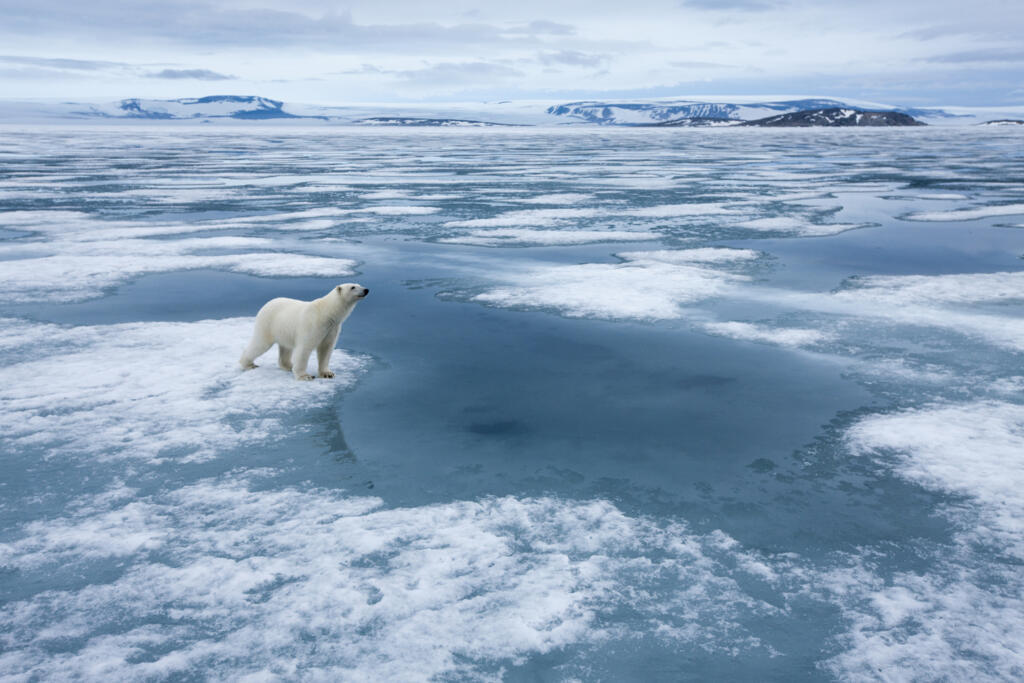 Un ours polaire au Svalbard (Norvège). L'Arctique se réchauffe trois fois plus vite que la moyenne terrestre. A moyen terme, sa banquise pourrait ne plus se reconstituer au moins un été par décennie.