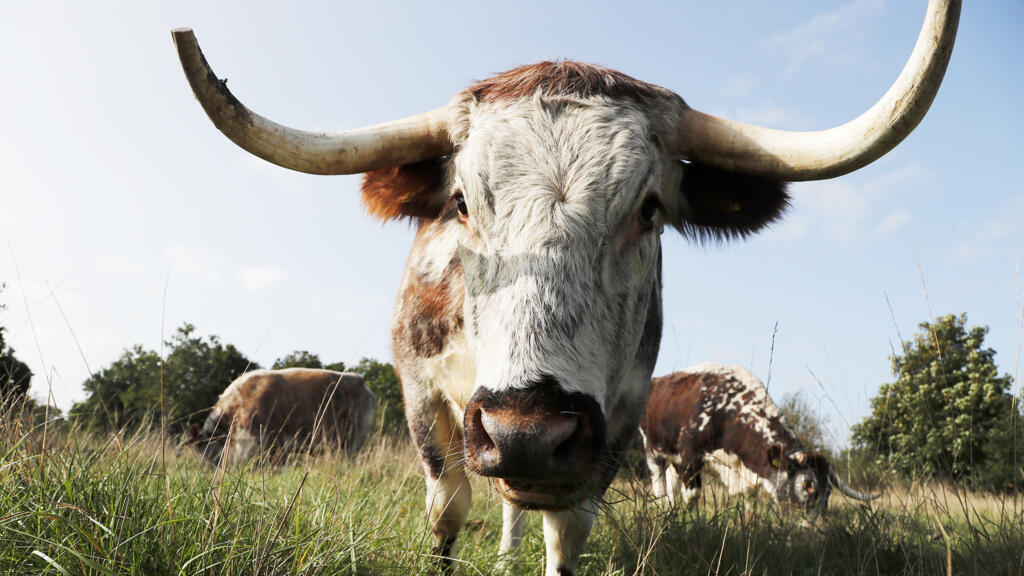 Vers une agriculture européenne plus verte? 