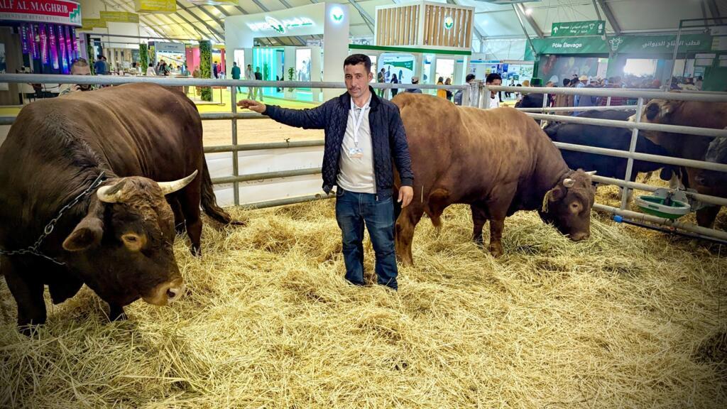 Un éleveur de la race Oulmès-Zaer pose à côté de deux taureaux au Salon International de l'Agriculture du Maroc, le 22 avril 2025 à Meknès.