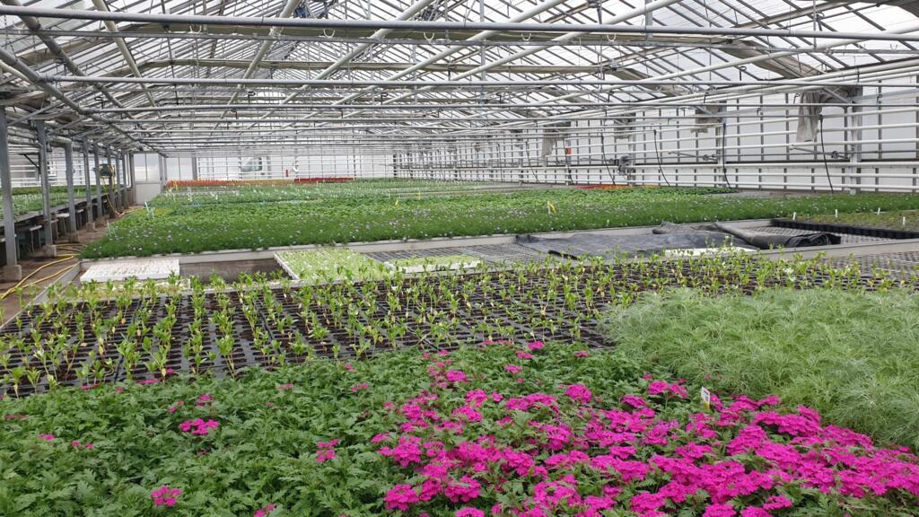 Deux millions de plantes chaque année sont produites par le Centre horticole de la Ville de Paris.