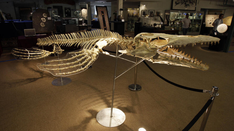 Aina mpya iliyogunduliwa nchini Morocco ni mosasaur durophagous, familia ya wanyama wakubwa wa baharini. Hapa, ni katika Matunzio ya I.M. Chait huko Beverly Hills, Calif., Alhamisi, Agosti 23, 2007.