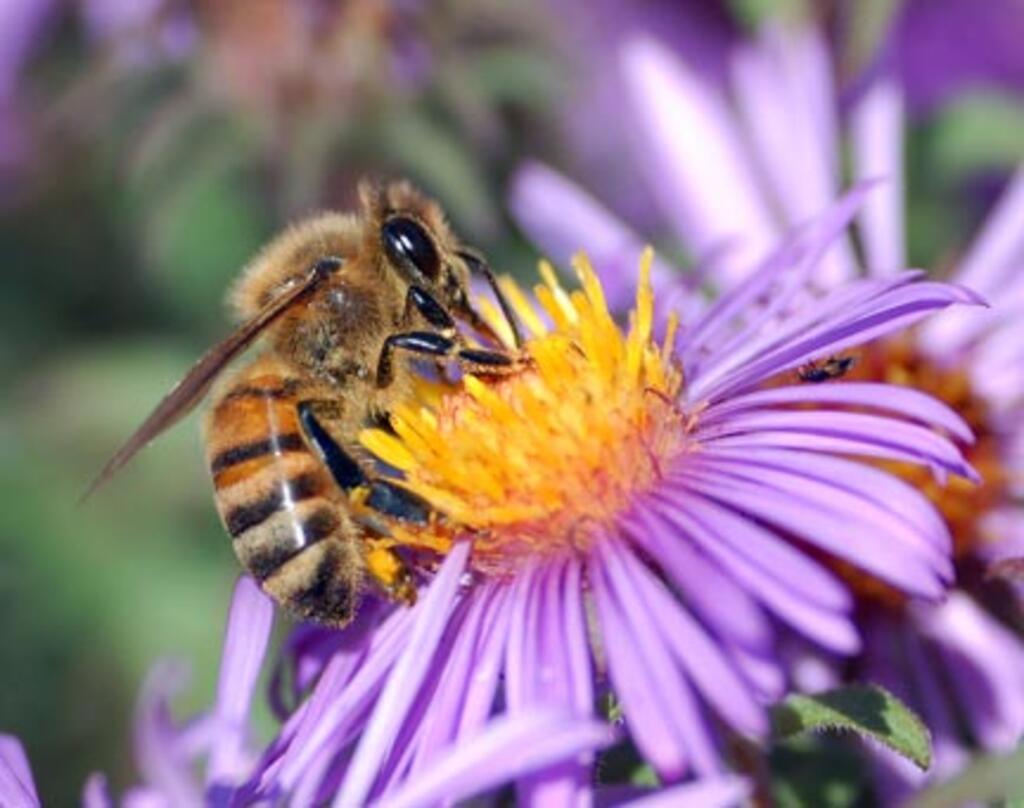 Apis mellifera, a abelha europeia, é a mais comum na apicultura. 