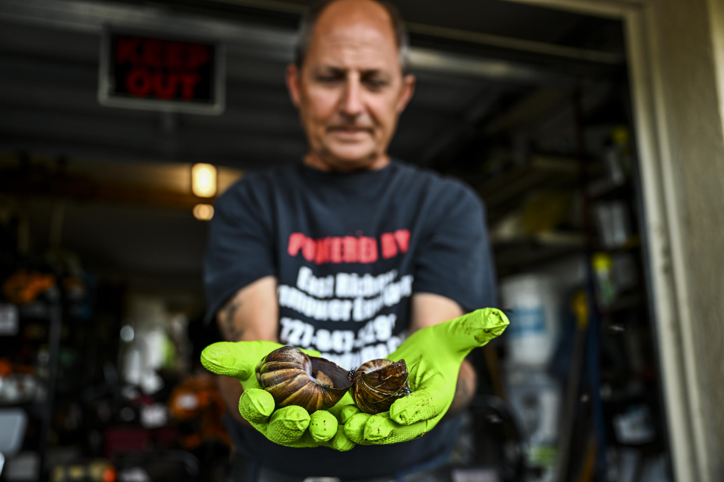 Florida hurries to catch fastspreading snail invasion