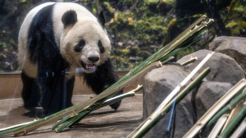 A Tokyo, de nombreux admirateurs font leurs adieux aux deux uniques pandas repartant en Chine