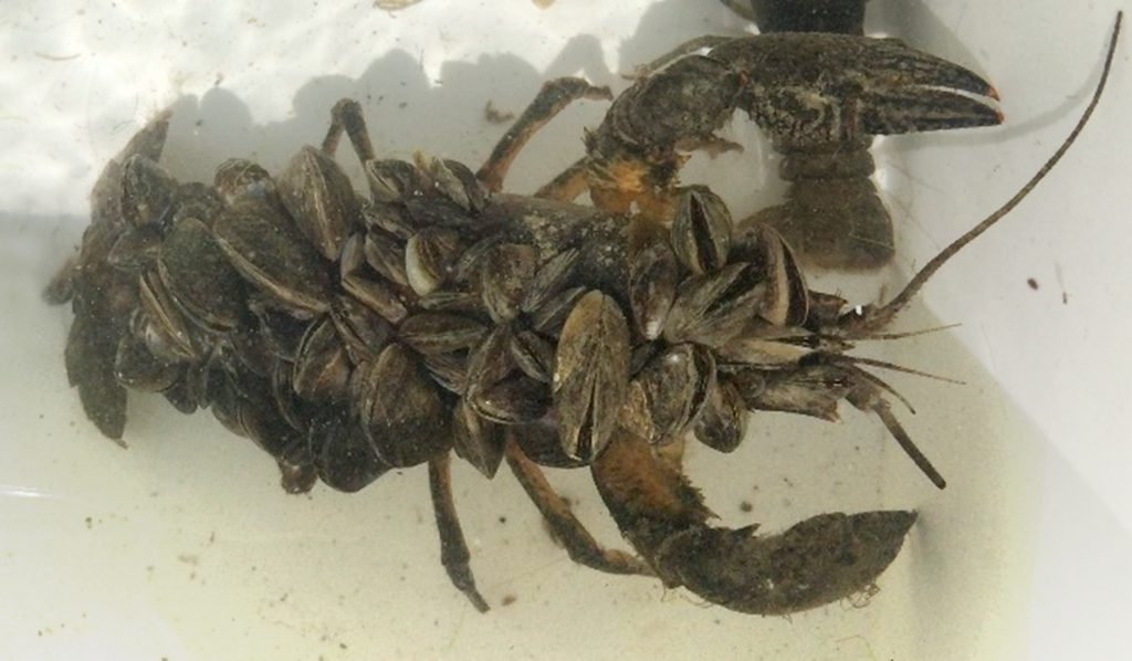 Une écrevisse parasitée par la moule quagga.