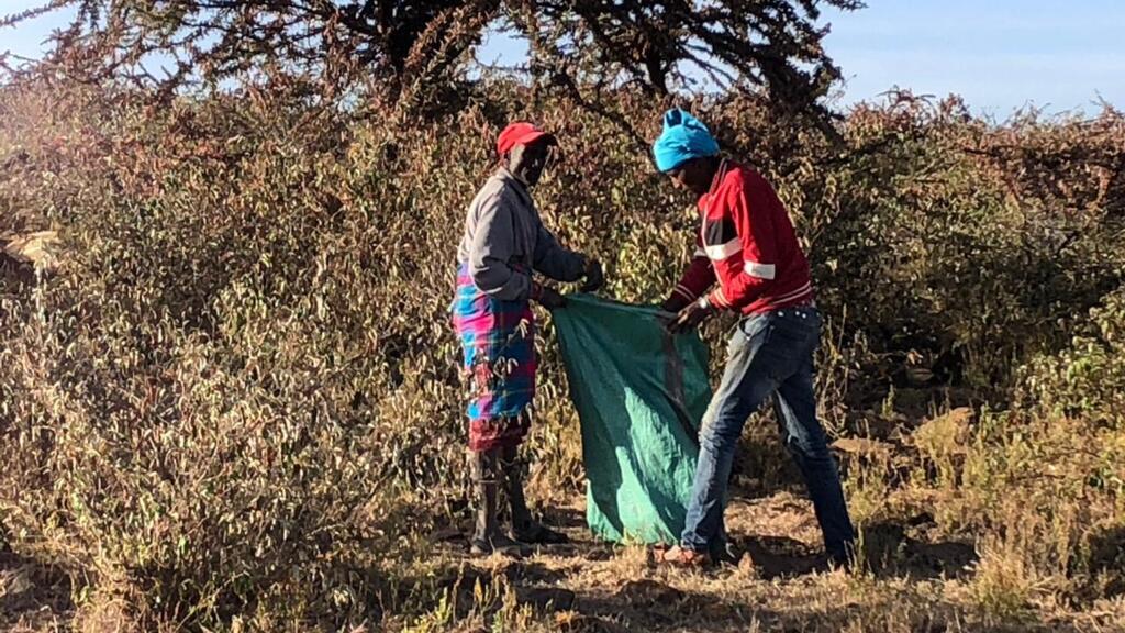 The Bug Project propose aux paysans kenyans de ramasser les criquets dans les champs contre paiement, et transforme les insectes soit en engrais, soit en aliment pour bétail.