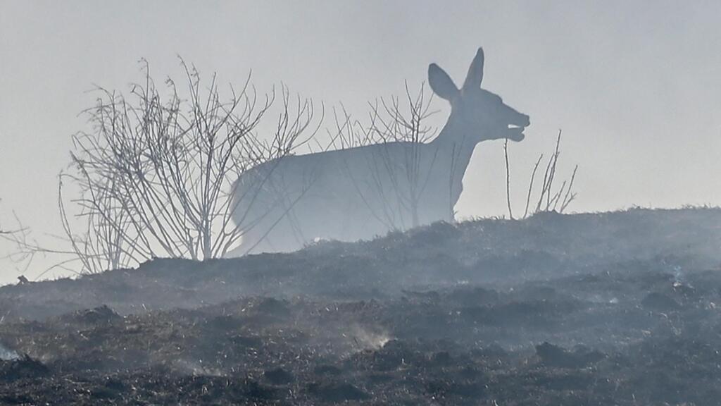 Preservar a biodiversidade é um imperativo para a saúde no planeta. Foto: Animal aflito foge de um incêndio florestal em Chino, Califórnia, 27/10/2020.