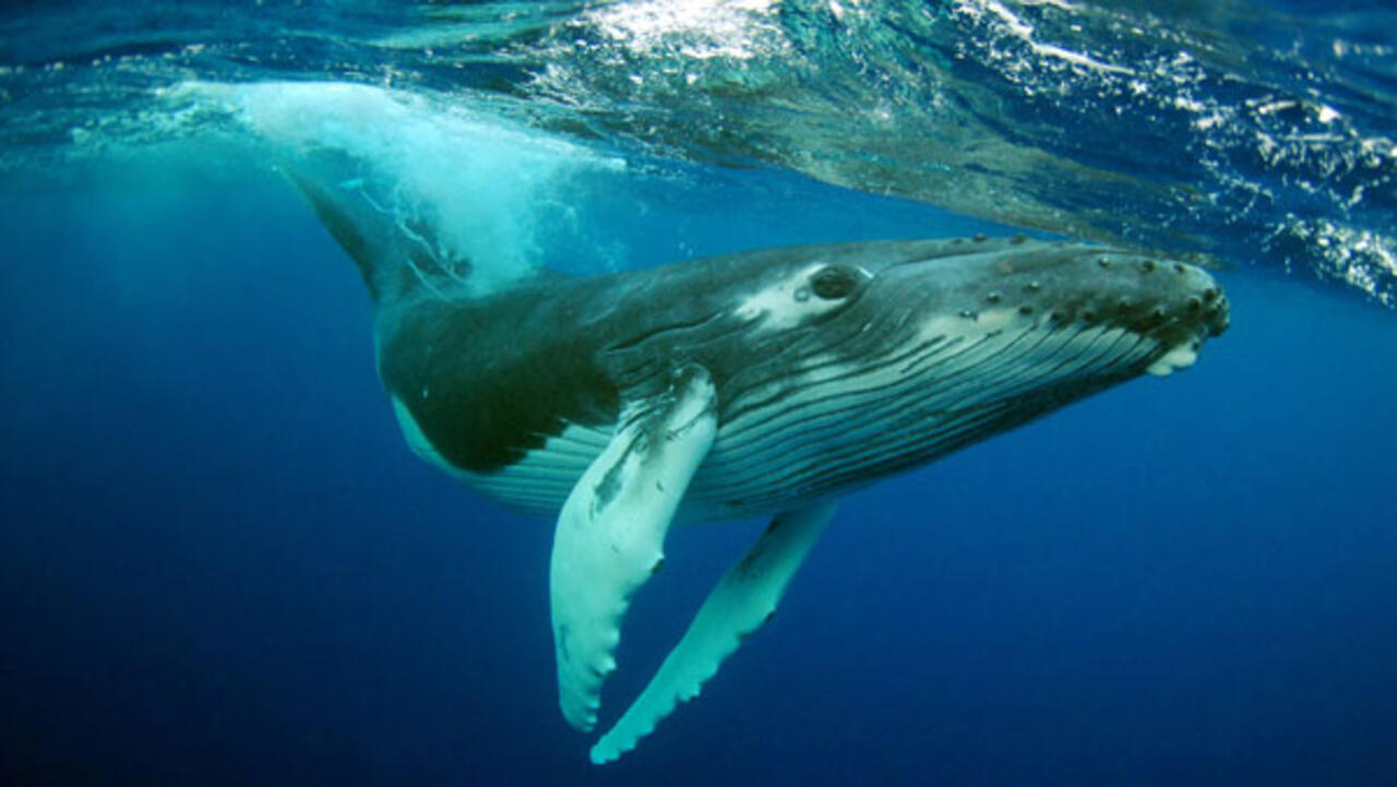 A lobster fisherman swallowed by a humpback whale