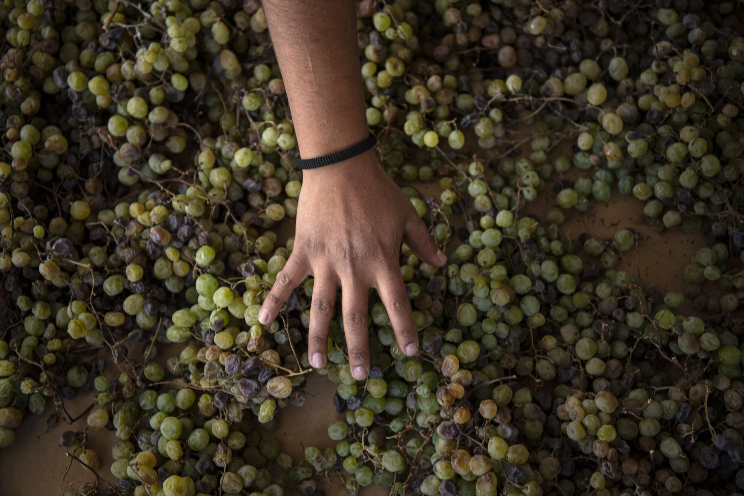 'Kind of complicated' Growing grapes in the world's driest desert