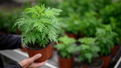 Eine junge Artemisia-Pflanze, die am 21. April 2020 im Agroscope, dem Eidgenössischen Kompetenzzentrum für Agrarforschung, in Conthey ausgestellt ist.