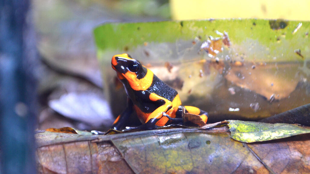 Une grenouille Oophaga lehmanni.