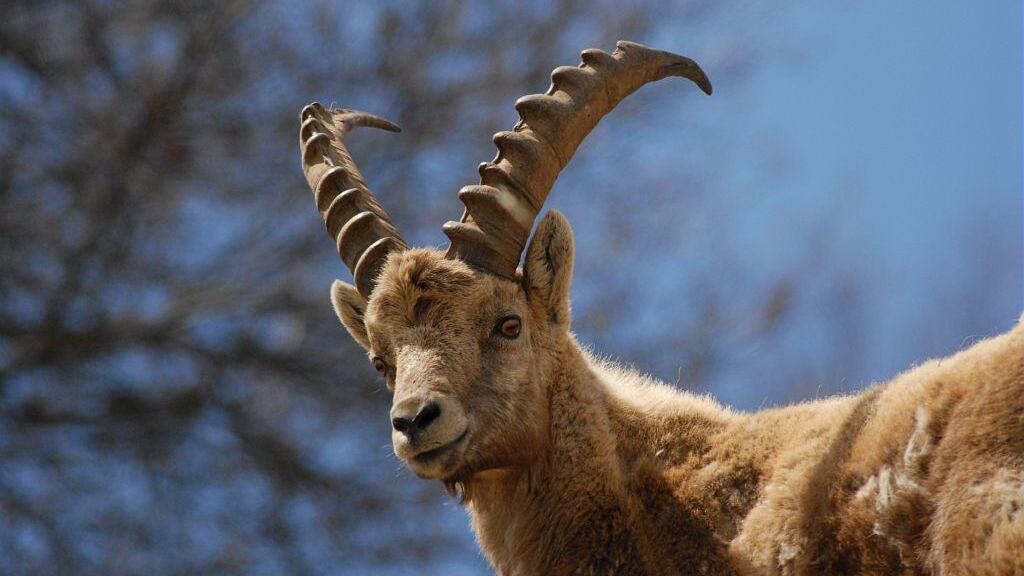 Les bouquetins des Alpes bénéficient du statut d'espèce protégée au niveau national, ils étaient au bord de l'extinction à la fin du 19e siècle proie facile pour les chasseurs.
