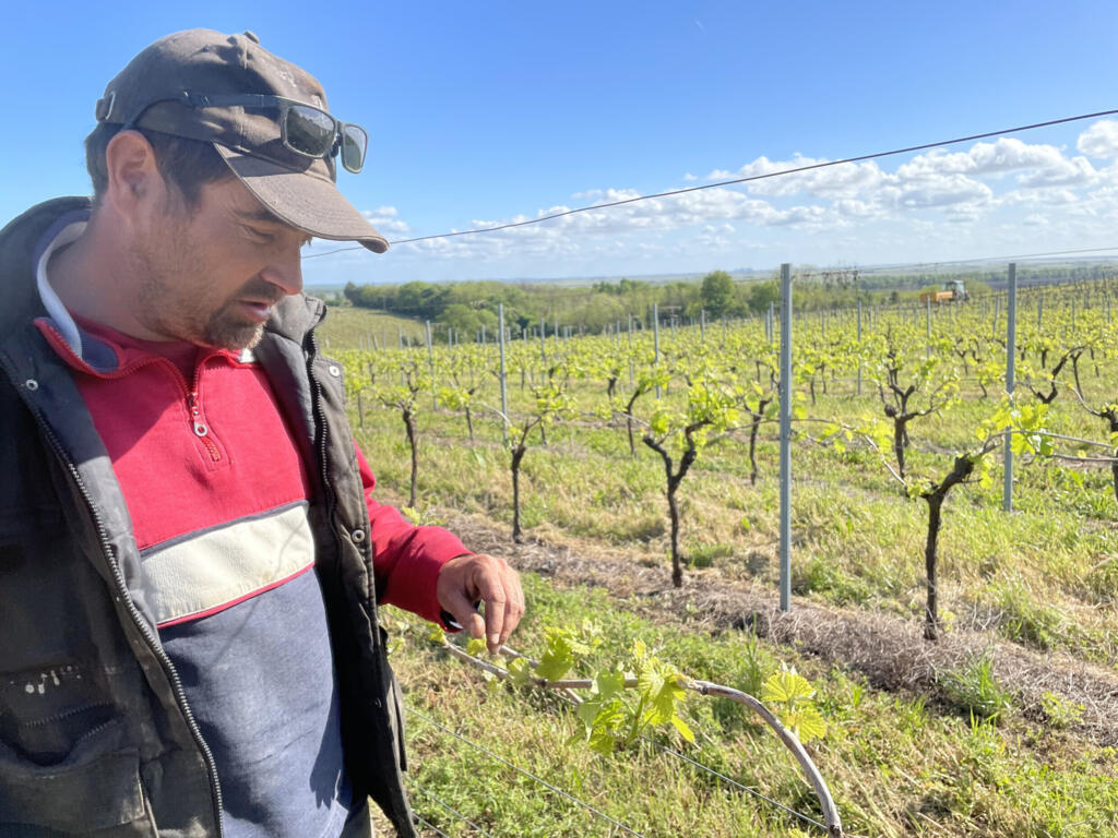 d’Anthony Brun viticulteur sur son exploitation à Saint-Sorlin-de-Conac en Charente-Maritime.