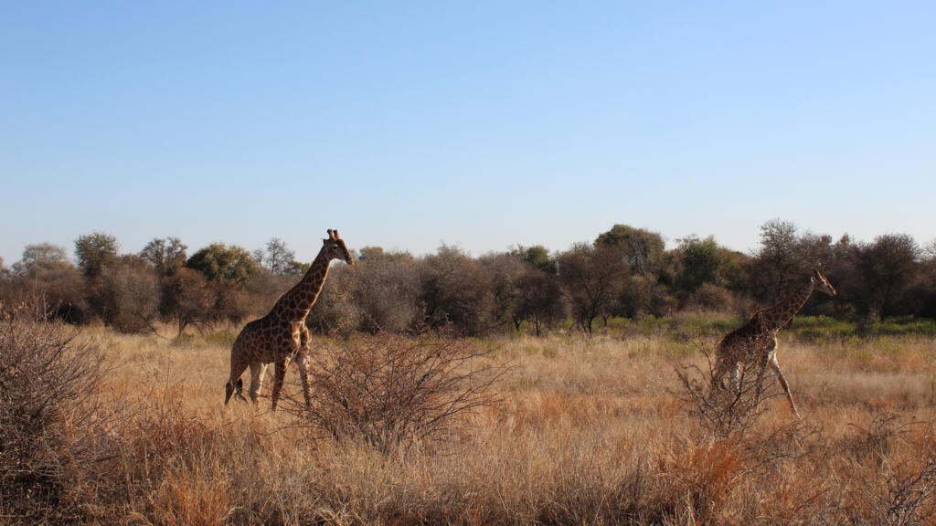 Des girafes dans la réserve de Dinokeng dans la province du Gauteng en Afrique du Sud.