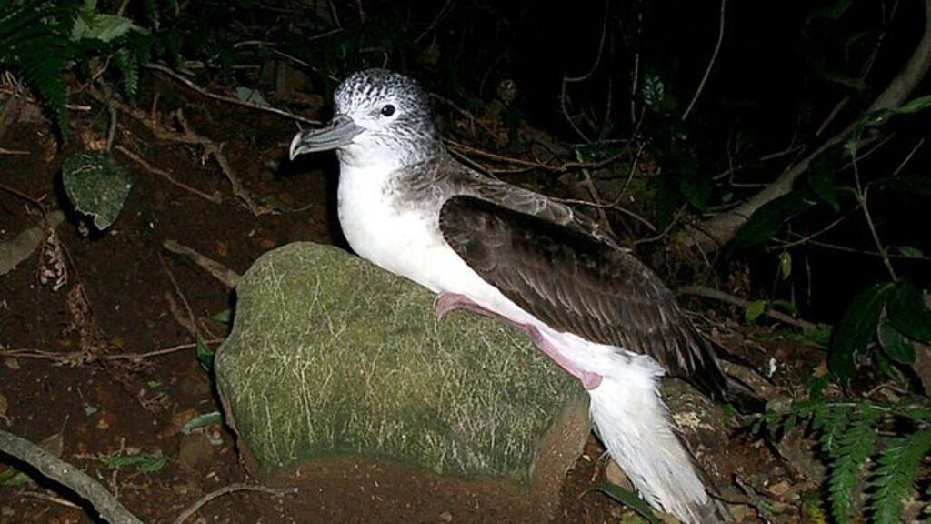 Pourquoi les oiseaux marins préfèrent-ils crotter en vol?