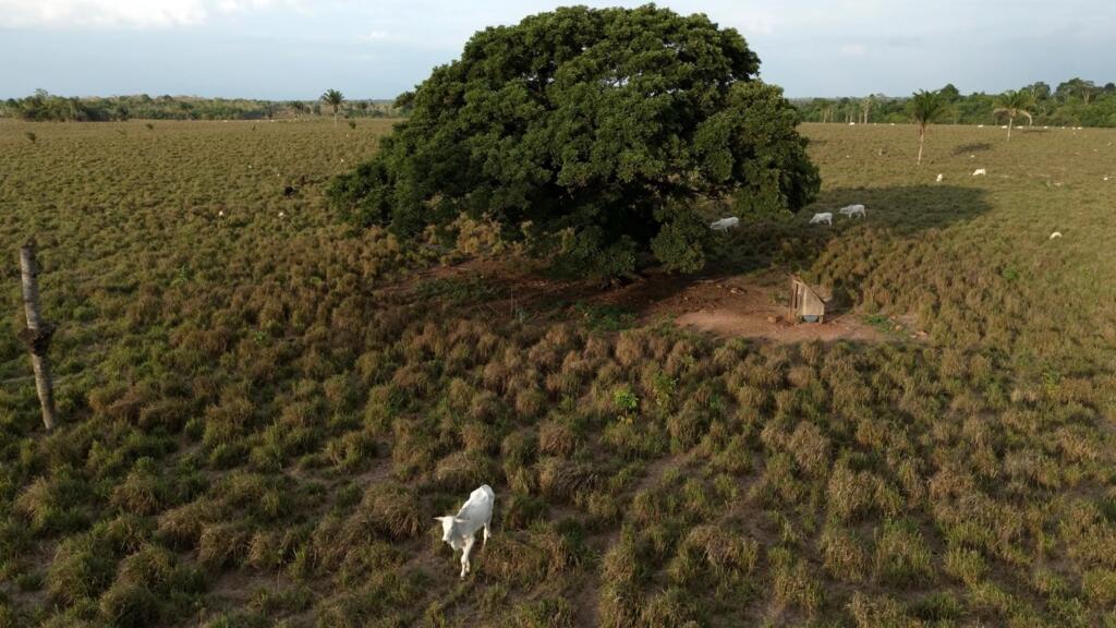Baixa produtividade da pecuária brasileira ajuda a explicar desmatamento. (11/12/2024)