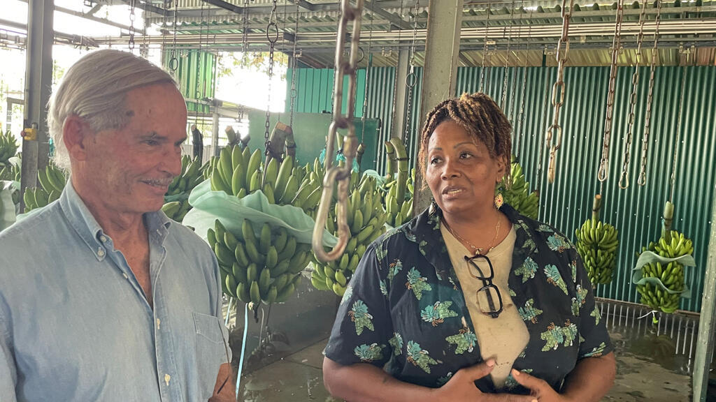 Francis Lignères, producteur de bananes à Baillif en Guadeloupe