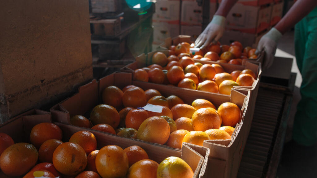 Un ouvrier déplace des caisses d'oranges pour les peser dans une usine de conditionnement au Brésil. (Image d'illustration)