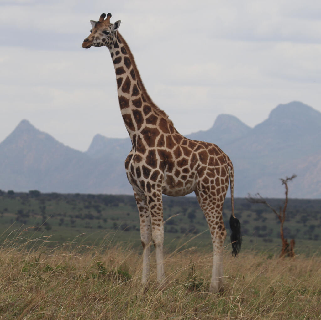 La girafe du nord en Ouaganda.