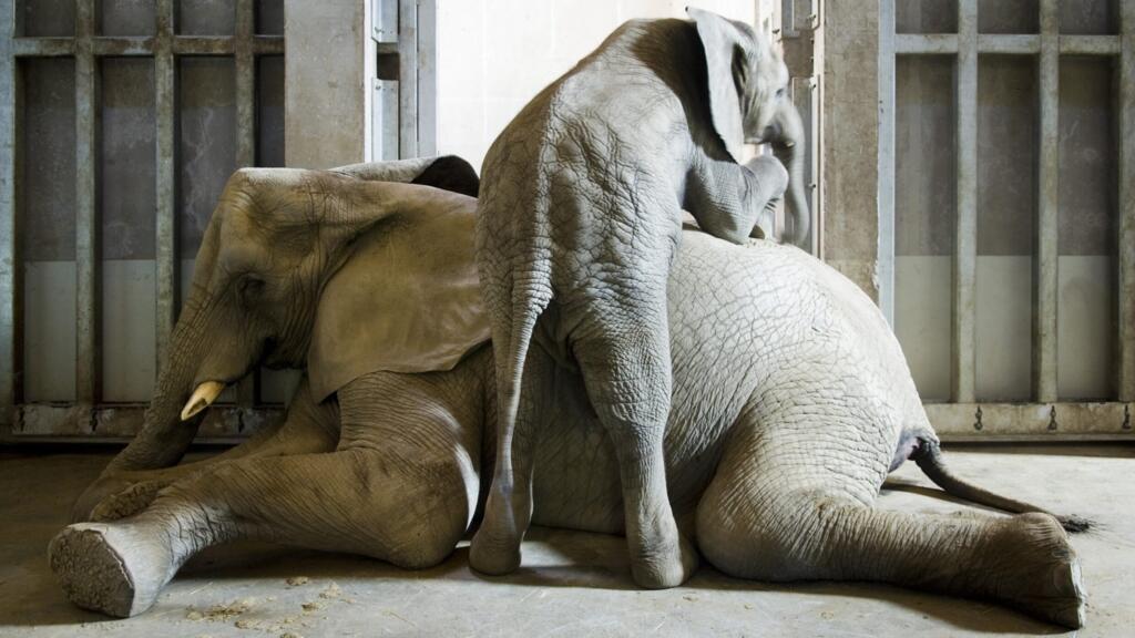 Les animaux face à la mort : peut-on parler de conscience et de sentiment ?