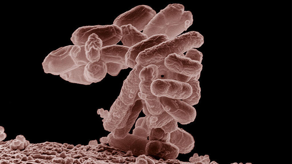 L'OMS met en garde contre la propagation de superbactéries résistantes aux antibiotiques