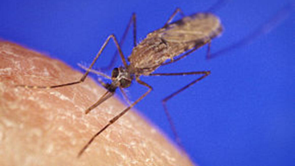 L'anophèle est le principal moustique responsable de la transmission du paludisme à l'être humain.