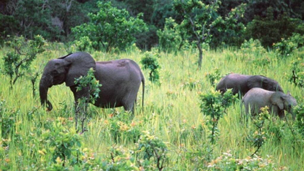 Biodiversité: apprendre à cohabiter avec le «sauvage»