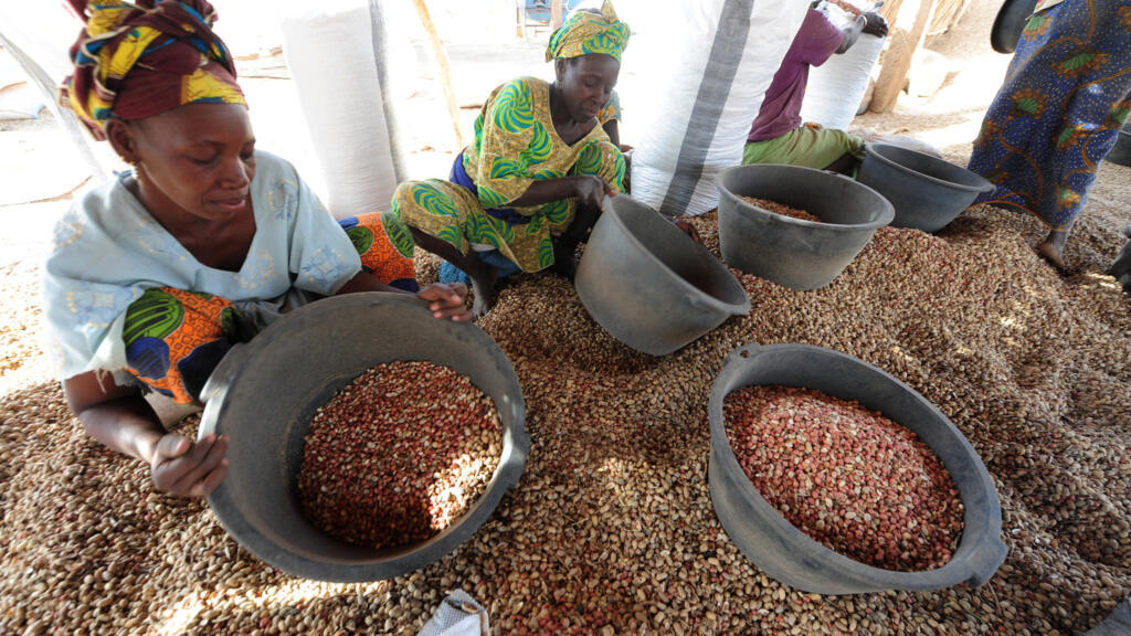 L'arachide est le principal produit cultivé au Sénégal par au moins 60% de la population et il est principalement utilisé dans les aliments.