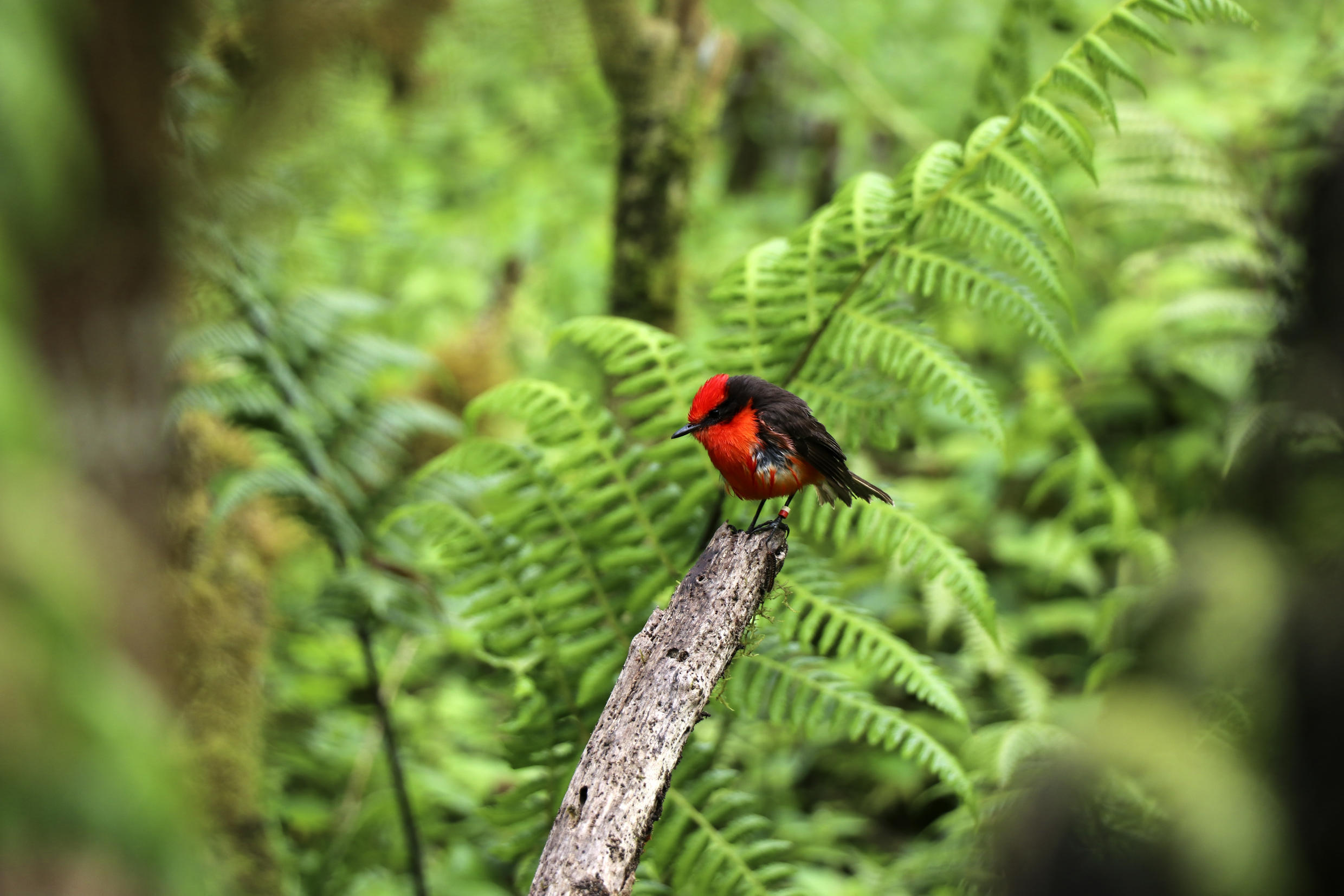 Le moucheron vermillon de Darwin sur l'île de Santa Cruz dans l'archipel des Galapagos.