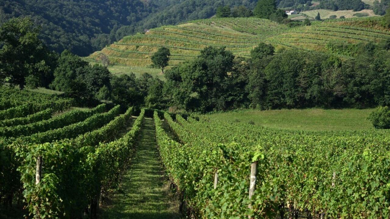Pesticides en France: une étude confirme que les Français vivant près des vignes sont davantage contaminés